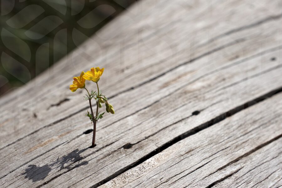 体罰からの脱却を目指した意識変革の芽吹きをイメージ
